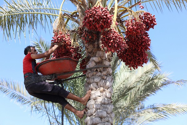 فلسطينيون يقطفون ثمار البلح من أشجار النخيل خلال موسم الحصاد في مدينة دير البلح، وسط قطاع غزة، في 4 أكتوبر/تشرين الأول 2026. (تصوير: حسن الجدي)