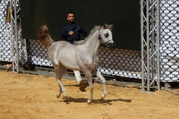 استعرض فلسطينيون خيولاً عربية أصيلة خلال بطولة خليل الرحمن الدولية لجمال الخيول العربية في مدينة الخليل في الأول من أكتوبر/تشرين الأول 2026.تصوير: مأمون وزواز