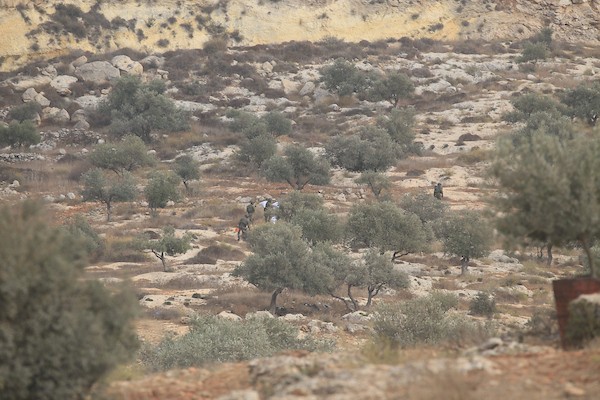 جنود إسرائيليون يلاحقون مزارعين فلسطينيين بين أشجار الزيتون خلال موسم القطاف في قرية سالم، شرق نابلس بالضفة الغربية، في 18 أكتوبر/تشرين الأول 2026.تصوير: محمد ناصر