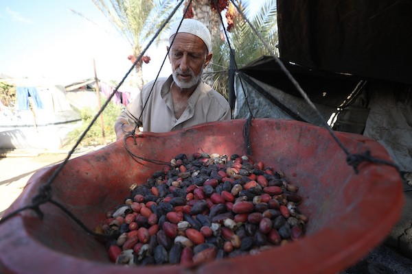 فلسطينيون يقطفون ثمار البلح من أشجار النخيل خلال موسم الحصاد في مدينة دير البلح، وسط قطاع غزة، في 4 أكتوبر/تشرين الأول 2026. (تصوير: حسن الجدي)