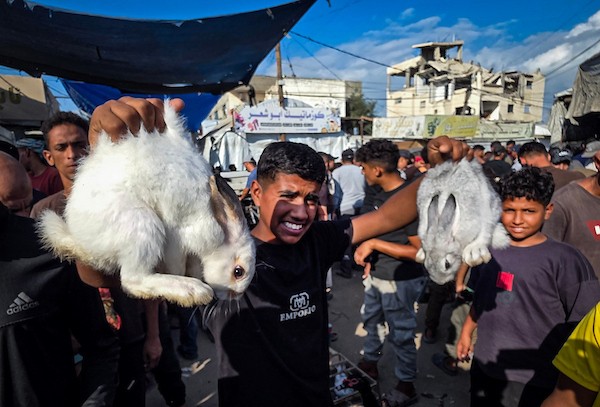 يعرض مربّو الطيور والدواجن طيورهم ودواجنهم في سوق أسبوعي في مواصي خان يونس، جنوب قطاع غزة، في الأول من أكتوبر/تشرين الأول 2026.(صورة: طارق محمد)