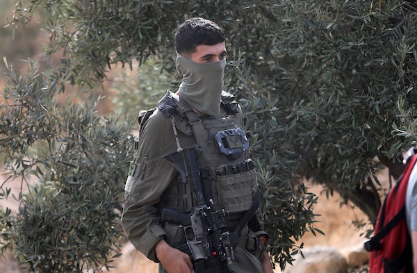 فلسطينيون ونشطاء سلام دوليون يشاركون في قطف الزيتون ببلدة إذنا غرب الخليل، في 13 أكتوبر/تشرين الأول 2026. (تصوير: مأمون وزواز)