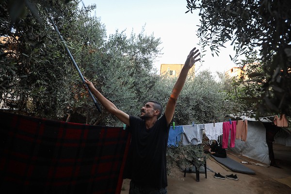 فلسطينيون يقطفون ثمار الزيتون بجوار خيامهم في دير البلح، وسط قطاع غزة، 9 تشرين الأول/أكتوبر 2026. (تصوير: حسن الجدي)