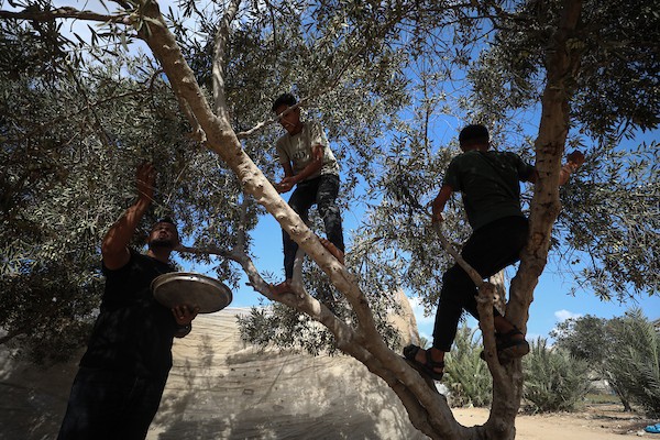 فلسطينيون يقطفون ثمار الزيتون بجوار خيامهم في دير البلح، وسط قطاع غزة، 9 تشرين الأول/أكتوبر 2026. (تصوير: حسن الجدي)