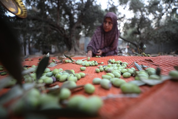 فلسطينيون يقطفون ثمار الزيتون بجوار خيامهم في دير البلح، وسط قطاع غزة، 9 تشرين الأول/أكتوبر 2026. (تصوير: حسن الجدي)