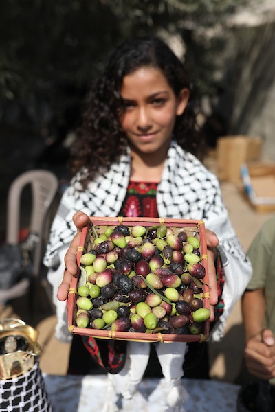 فلسطينيون يشاركون في قطف ثمار الزيتون خلال فعالية تطوعية، بمدينة غزة، في 10 أكتوبر/تشرين الأول 2026. (تصوير: بلال أسامة)