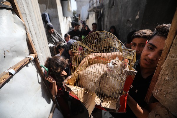 الفلسطيني أسامة فايز عفانة (33 عامًا) يقدم الطعام والرعاية الطبية مجانًا للقطط والكلاب الضالة أمام منزله في مخيم النصيرات وسط قطاع غزة، 28 أكتوبر/تشرين الأول 2026. (تصوير: حسن الجدي)