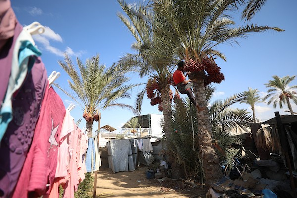فلسطينيون يقطفون ثمار البلح من أشجار النخيل خلال موسم الحصاد في مدينة دير البلح، وسط قطاع غزة، في 4 أكتوبر/تشرين الأول 2026. (تصوير: حسن الجدي)