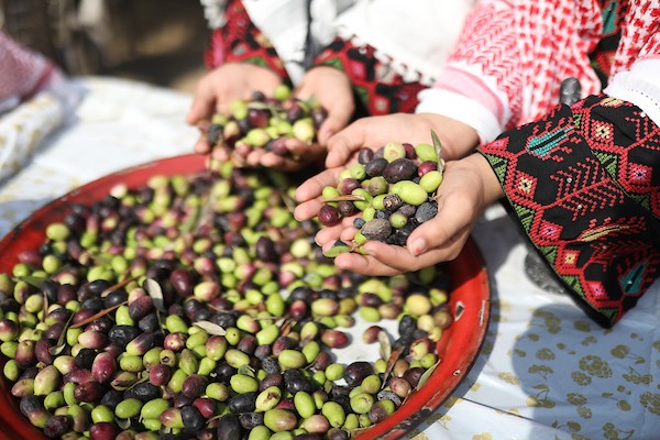 فلسطينيون يشاركون في قطف ثمار الزيتون خلال فعالية تطوعية، بمدينة غزة، في 10 أكتوبر/تشرين الأول 2026. (تصوير: بلال أسامة)