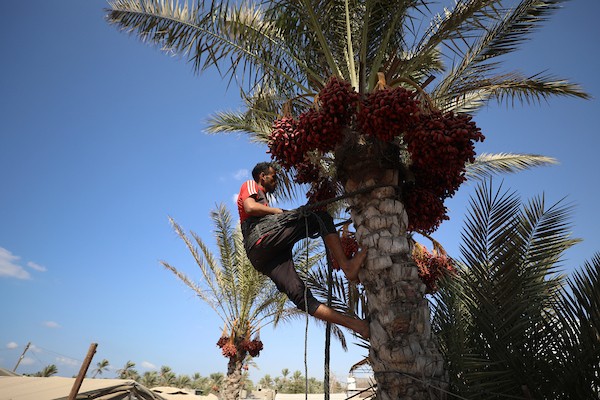 فلسطينيون يقطفون ثمار البلح من أشجار النخيل خلال موسم الحصاد في مدينة دير البلح، وسط قطاع غزة، في 4 أكتوبر/تشرين الأول 2026. (تصوير: حسن الجدي)