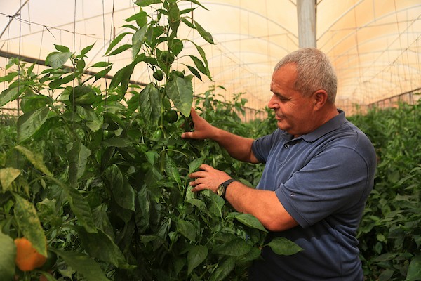 فلسطينيون يزرعون الخضراوات ويجنون محاصيلهم في الأغوار الشمالية بالضفة الغربية، في 12 أكتوبر/تشرين الأول 2026. (تصوير: محمد ناصر)