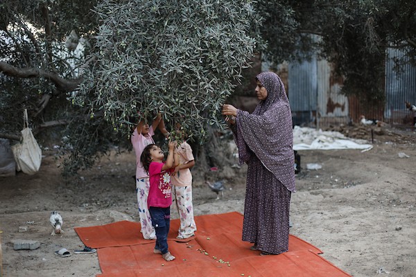 فلسطينيون يقطفون ثمار الزيتون بجوار خيامهم في دير البلح، وسط قطاع غزة، 9 تشرين الأول/أكتوبر 2026. (تصوير: حسن الجدي)