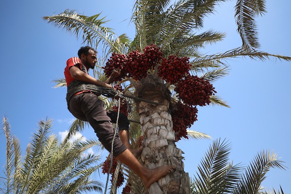 فلسطينيون يقطفون ثمار البلح من أشجار النخيل خلال موسم الحصاد في مدينة دير البلح، وسط قطاع غزة، في 4 أكتوبر/تشرين الأول 2026. (تصوير: حسن الجدي)