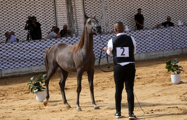 استعرض فلسطينيون خيولاً عربية أصيلة خلال بطولة خليل الرحمن الدولية لجمال الخيول العربية في مدينة الخليل في الأول من أكتوبر/تشرين الأول 2026.تصوير: مأمون وزواز