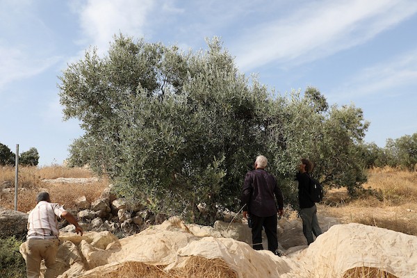 فلسطينيون ونشطاء سلام دوليون يشاركون في قطف الزيتون ببلدة إذنا غرب الخليل، في 13 أكتوبر/تشرين الأول 2026. (تصوير: مأمون وزواز)