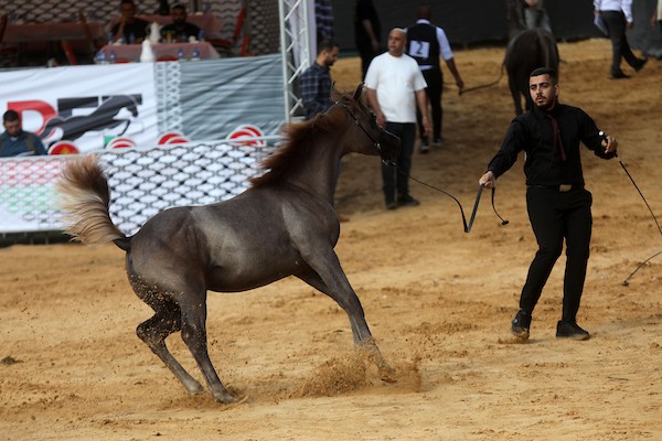 استعرض فلسطينيون خيولاً عربية أصيلة خلال بطولة خليل الرحمن الدولية لجمال الخيول العربية في مدينة الخليل في الأول من أكتوبر/تشرين الأول 2026.تصوير: مأمون وزواز