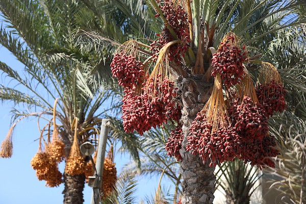 فلسطينيون يقطفون ثمار البلح من أشجار النخيل خلال موسم الحصاد في مدينة دير البلح، وسط قطاع غزة، في 4 أكتوبر/تشرين الأول 2026. (تصوير: حسن الجدي)