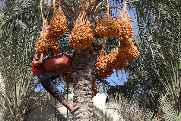 فلسطينيون يقطفون ثمار البلح من أشجار النخيل خلال موسم الحصاد في مدينة دير البلح، وسط قطاع غزة، في 4 أكتوبر/تشرين الأول 2026. (تصوير: حسن الجدي)
