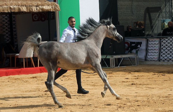 استعرض فلسطينيون خيولاً عربية أصيلة خلال بطولة خليل الرحمن الدولية لجمال الخيول العربية في مدينة الخليل في الأول من أكتوبر/تشرين الأول 2026.تصوير: مأمون وزواز