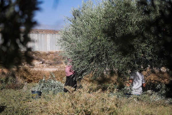 مزارعون يقطفون ثمار الزيتون في أحد الحقول بقرية بيت عوا، غرب الخليل، بالقرب من جدار الفصل الإسرائيلي في الضفة الغربية، يوم 15 أكتوبر/تشرين الأول 2026. (تصوير: مأمون وزواز)