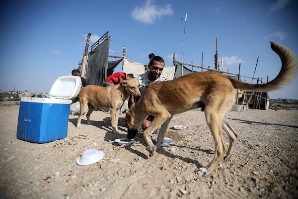 الفلسطيني أسامة فايز عفانة (33 عامًا) يقدم الطعام والرعاية الطبية مجانًا للقطط والكلاب الضالة أمام منزله في مخيم النصيرات وسط قطاع غزة، 28 أكتوبر/تشرين الأول 2026. (تصوير: حسن الجدي)