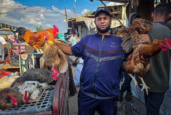 يعرض مربّو الطيور والدواجن طيورهم ودواجنهم في سوق أسبوعي في مواصي خان يونس، جنوب قطاع غزة، في الأول من أكتوبر/تشرين الأول 2026.(صورة: طارق محمد)